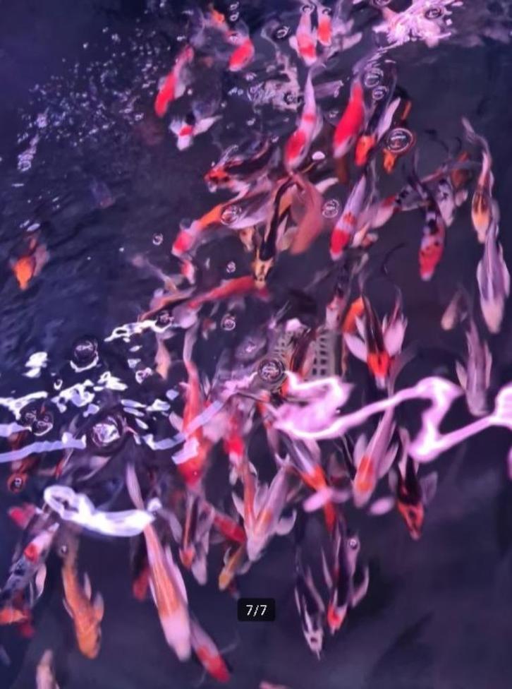 Import HQ Butterfly koi / Vlinderkoi 12 / 14 cm Koidreams, Dieren en Toebehoren, Vissen | Vijvervissen, Karper of Koi