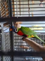 2 niet tamme lories lief kunnen nog tam worden, Dieren en Toebehoren, Meerdere dieren, Papegaai