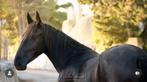 Murgese merrie te koop!, Dieren en Toebehoren, Paarden, Merrie, Met stamboom, Zadelmak, 3 tot 6 jaar