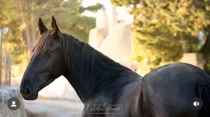 Murgese merrie te koop!, Dieren en Toebehoren, Paarden, Merrie, Zadelmak, 160 tot 165 cm, 3 tot 6 jaar, Recreatiepaard, Met stamboom