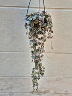 Ceropegia Linearis Woodii Variegata p14, Huis en Inrichting, Kamerplanten, Ophalen of Verzenden, Overige soorten, Minder dan 100 cm
