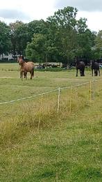 Stalling / weidegang op doe het zelf stal, Dieren en Toebehoren, Weidegang