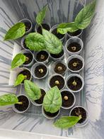 Alocasia knolletjes en plantjes, Ophalen of Verzenden, Halfschaduw, Minder dan 100 cm