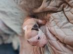 Amrican stafford puppy's, Parvo, 8 tot 15 weken, Teef, Bulldog
