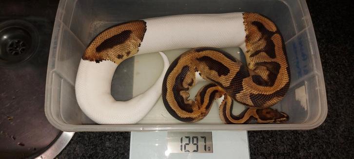 0.1 piebald dh clown albino