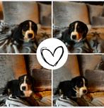 Grote zwitserse sennenhond pups van 8 weken, Dieren en Toebehoren, Overige rassen, 8 tot 15 weken, Meerdere, Meerdere dieren