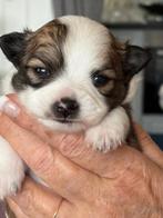 chocolat/wit chihuahua reutje, Rabiës (hondsdolheid), Reu, 8 tot 15 weken, Eén hond