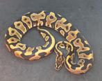 Leopard 100% het Albino + Clown, Dieren en Toebehoren, Slang, 0 tot 2 jaar