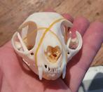 Mooie schedels van een kat / poes Taxidermie cat Skull, Ophalen of Verzenden, Hond of Kat, Schedel