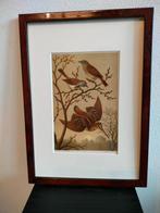 Chromolitho Litho A. Haase Praag Vogels Vogel Birds 1888, Ophalen of Verzenden