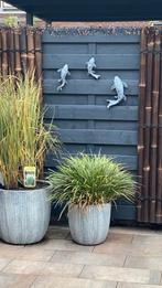 Set (3) Vlinderkoi / Koi karper, Ophalen, Nieuw, Beton, Dierenbeeld