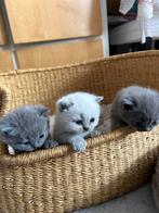 British korthaar kittens, Dieren en Toebehoren, Katten en Kittens | Raskatten | Korthaar, Ontwormd, Poes