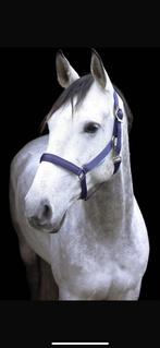 Lieve Spaanse ruin, Dieren en Toebehoren, Paarden, Gechipt, Ruin, Niet van toepassing, 7 tot 10 jaar