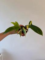 Philodendron Florida Beauty, Huis en Inrichting, Kamerplanten, Ophalen of Verzenden, Halfschaduw, Minder dan 100 cm