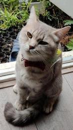 Britse Korthaar, Poes, Gechipt, 3 tot 5 jaar