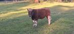 Brandrode runderen stier te koop, Mannelijk, 0 tot 2 jaar