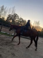 Verzorgpony gezocht!, Ophalen of Verzenden, Nieuw