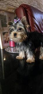 Yorkshire Terrier mini, Dieren en Toebehoren, Yorkshire Terriër, Particulier, Rabiës (hondsdolheid), 15 weken tot 1 jaar