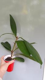 Ficus Cyathistipula, Ficus, In pot, Minder dan 100 cm, Groene kamerplant