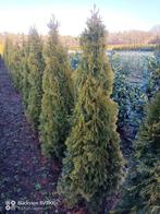 Conifeer Thuja smaragd 80 tot 250cm coniferen haag planten, Ophalen of Verzenden, Conifeer, Struik, 100 tot 250 cm
