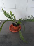 Krulvaren kamerplant, Ophalen, Overige soorten, Volle zon