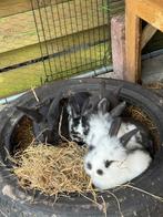 Baby konijnen, Dieren en Toebehoren, Konijnen, Vrouwelijk, Groot, Hangoor, 0 tot 2 jaar