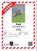 Kat Fred Vermist, Dieren en Toebehoren, Vermiste en Gevonden Dieren, Kat