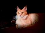 Main-coon kater,, Dieren en Toebehoren, Katten en Kittens | Raskatten | Langhaar, 0 tot 2 jaar, Kater, Gechipt