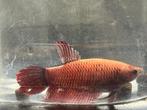 Kempvis /betta vrouw, Vis