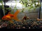 Goudvissen, Dieren en Toebehoren, Vissen | Aquariumvissen, Vis