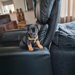 Black tan Jackrussel, Jack Russell Terriër, 8 tot 15 weken, Teef, Parvo
