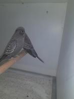 Blackface parkieten, Dieren en Toebehoren, Meerdere dieren, Parkiet, Geringd