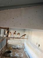 Te koop koppel major putters, Dieren en Toebehoren, Meerdere dieren, Wildzangvogel, Geringd