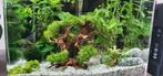 Riccia, Ophalen of Verzenden, Nieuw, Plant(en), Steen of Hout