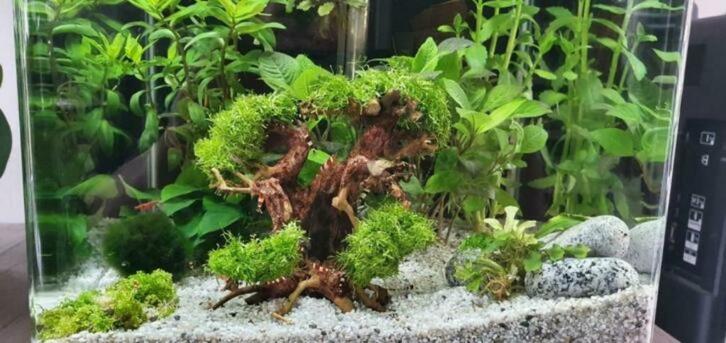 Riccia, Dieren en Toebehoren, Vissen | Aquaria en Toebehoren, Nieuw, Plant(en), Steen of Hout, Ophalen of Verzenden