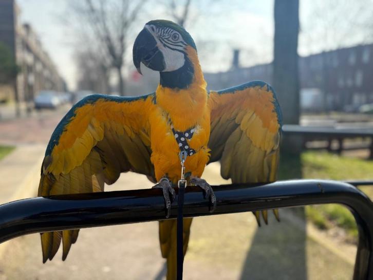 Ara papegaai, Dieren en Toebehoren, Vogels | Parkieten en Papegaaien, Papegaai, Mannelijk, Tam, Geringd