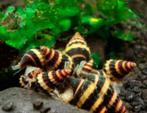 Helena slakjes, echte aquarium opruimers& tegen slakkenplaag, Dieren en Toebehoren, Slak of Weekdier