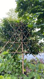 Lei portugese laurier 2 stuks, Tuin en Terras, Planten | Bomen, Ophalen, Halfschaduw, Leiboom