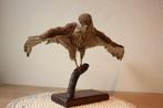 Taxidermie opgezet roofvogeltje, Ophalen of Verzenden, Gebruikt, Vogel, Opgezet dier