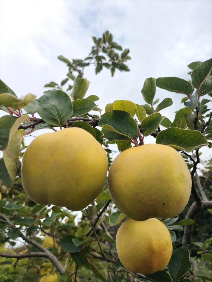 Kweeperenboom Cydonia oblonga 'Leskovac' , Tuin en Terras, Planten | Fruitbomen, Perenboom, 250 tot 400 cm, Lente, Ophalen