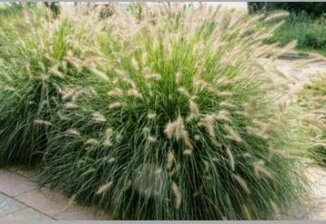 Pennisetum alopecuroides, lampenpoetsersgras beschikbaar voor biedingen