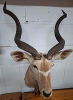 Opgezette Kudu Kop, Ophalen of Verzenden, Zo goed als nieuw, Opgezet dier