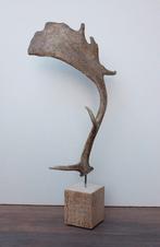 DAMHERT GEWEI op houten sokkel - ref. A, Verzamelen, Dierenverzamelingen, Ophalen of Verzenden, Nieuw, Hert, Gewei of Kop