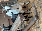 Mooi jong geitje te koop, Dieren en Toebehoren, Schapen, Geiten en Varkens, Vrouwelijk, Geit, 0 tot 2 jaar