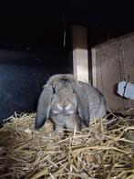 Franse hangoor ram ter dekking, Dieren en Toebehoren, Konijnen, Mannelijk, Groot, Hangoor