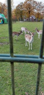 Damhert, Dieren en Toebehoren, Overige Dieren, Juni, Mannelijk