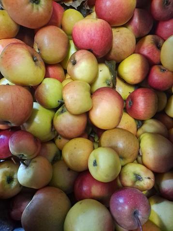 Kleine appeltjes biologische appels voor o.a. cider beschikbaar voor biedingen