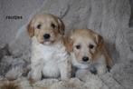 Mooie kruising labradoodle pups, medium., Nederland, Parvo, Overige rassen, 8 tot 15 weken