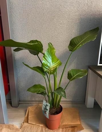 Strelitzia Nicolai  beschikbaar voor biedingen