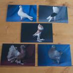 ansichtkaarten / postkaarten duiven, Verzenden, 1980 tot heden, Ongelopen, Vogel